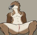 accipitrid accipitriform animal_genitalia anthro avian bird cloaca eagle genitals male penis philippine_eagle ro_(furaffinity) slit solo tapering_penis