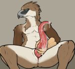 accipitrid accipitriform animal_genitalia anthro avian bird bodily_fluids cetacean cloaca cum eagle genital_fluids genitals male mammal marine penis philippine_eagle ro_(furaffinity) slit solo tapering_penis