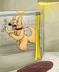  anthro bathroom blush canguuro canid canine canis collar collar_only domestic_dog fur genitals hair hi_res looking_at_viewer male mammal nipples nude open_mouth penis shower solo tail tongue 