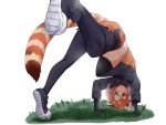  1girl animal_ears arm_support bent_over black_bow black_gloves black_hair black_legwear bow bowtie brown_eyes brown_hair cutoffs eyebrows_visible_through_hair full_body gloves grass highres isobee kemono_friends lesser_panda_(kemono_friends) medium_hair midriff_peek multicolored_hair navel open_mouth outstretched_leg pantyhose red_panda_ears red_panda_tail shoe_soles shoes shorts solo stomach stretch striped striped_tail sweater tail triangle_mouth upshirt v-shaped_eyebrows white_hair 