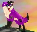 background_sky breath canid canine canis domestic_dog elkhound feral fur happy looking_away maemusicmelody male mammal panting pawalo paws purple_body purple_fur rock solo spitz standing tongue tongue_out 