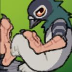 aggron_(mothaala) andromorph anthro avian bird columbid curled_up feet intersex mothaala pigeon solo talons toes