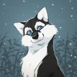 1:1 2021 azzai black_body black_fur black_nose blue_eyes canid canine canis colored digital_drawing_(artwork) digital_media_(artwork) domestic_dog eyebrows feral fur husky male mammal nordic_sled_dog plant shaded smile snow snowing solo spitz white_body white_eyebrows white_fur