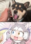  animal_humanoid canid canid_humanoid canine canine_humanoid canis cellphone domestic_dog female hair heterochromia hi_res humanoid irl_trace kemono_friends mammal mammal_humanoid motion_lines mutt_(kemono_friends) nanatiiiiiiiiii open_mouth phone sharp_teeth short_hair simple_background solo sparkling_eyes surprise teeth tongue 