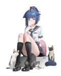  1girl absurdres animal arknights artist_name black_cat black_sailor_collar black_shoes black_socks blue_hair brown_cat cat closed_mouth commentary english_commentary full_body green_eyes grey_cat highres jessica_(arknights) kneehighs knees_together_feet_apart looking_at_viewer multicolored_hair orini pink_hair ponytail sailor_collar school_uniform serafuku shirt shoes short_hair short_sleeves simple_background sitting socks solo streaked_hair variant_set white_background white_cat white_shirt 