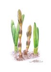  colored_pencil_(medium) commentary_request daffodil dated flower highres horsetail_(plant) leaf no_humans original plant plant_focus shin_iroenpitsu signature simple_background sprout traditional_media white_background 
