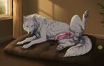 absurd_res animal_genitalia animal_penis anus ball balls bed bedroom butt canid canine canine_genitalia canine_penis canis claws cushion digitigrade dog_bed domestic_dog erection feral finger_claws floor fluffy fluffy_tail fur furniture genitals hi_res inside knot knotted_penis light living_room long_fur looking_at_viewer lying male mammal one_leg_up pawpads paws penis pet_bed pink_pawpads plant presenting presenting_penis raised_leg shaded sheath snout solo spread_legs spreading sunlight tail tennis_ball toe_claws valiberite warm white_body white_fur window wolf wood wood_floor