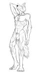  2020 absurd_res animal_genitalia animal_penis anthro balls beastars biceps biped canid canine canine_penis canis fluffy fluffy_tail front_view genitals half-erect hand_behind_head hi_res humanoid legoshi_(beastars) male mammal matidramon monochrome muscular muscular_male navel nude penis pose pubes simple_background solo standing white_background wolf 