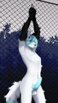  anthro balls bdsm blue_blush blue_eyes blue_hair blue_nipples blue_penis blush canid canine chest_tuft digital_media_(artwork) dipstick_tail ear_tuft erection fence fox fur genitals girly hair handcuffs hi_res knot looking_at_viewer lumi_(kodi_the_kodiak_bear) male mammal multicolored_tail nipples nude penis public restrained shackles signature solo tuft white_body white_fur worm_glrl 