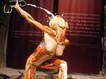  body_worlds meme tagme 