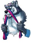  5_fingers alpha_channel anthro bisexual_pride_colors canid canine canis claws ear_piercing fingers flag flower flower_crown fur grey_body grey_fur kevintheradioguy lgbt_pride male mammal piercing plant pride_colors smile solo tongue tongue_out tuft white_body white_fur wolf 