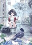  1girl 54cr bag bird black_hair bookbag brown_eyes crow flower highres looking_at_animal nonaka_haru outdoors rain shirt short_hair short_sleeves shorts smile socks squatting transparent transparent_umbrella umbrella white_shirt yesterday_wo_utatte 