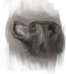  2017 black_and_white black_eyes black_nose feral fur inner_ear_fluff male mammal monochrome open_mouth pimpartist simple_background sketch solo traditional_media_(artwork) tuft ursid white_background 