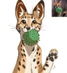  2020 4_toes ambiguous_gender digital_media_(artwork) felid feline feral flashlioness mammal paws serval solo toes 
