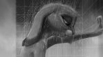  16:9 2020 anthro dipstick_ears disney dripping ears_down female fur greyscale half-closed_eyes ipoke judy_hopps lagomorph leporid mammal monochrome multicolored_ears narrowed_eyes pivoted_ears rabbit shower side_view solo water wet wet_body wet_fur widescreen zootopia 