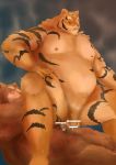  2017 anal anthro balls belly brown_body brown_fur duo felid fur genitals hi_res humanoid_hands kemono male male/male mammal moobs nipples overweight overweight_male pantherine penis sex tiger velcro74656 