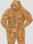  2016 3:4 absurd_res anthro balls barazoku flaccid genitals hi_res kemono male mammal muscular muscular_anthro muscular_male penis simple_background solo suid suina sus_(pig) velcro74656 wild_boar 