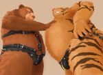  2016 anthro belly brown_body brown_fur bulge clothing duo felid fur humanoid_hands kemono male male/male mammal overweight overweight_male pantherine simple_background tiger underwear ursid velcro74656 