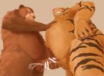  2016 anthro balls belly bodily_fluids brown_body brown_fur cum duo ejaculation erection felid fur genital_fluids genitals handjob kemono male male/male mammal overweight overweight_male pantherine penile penis sex simple_background tiger ursid velcro74656 