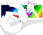  animal_genitalia animal_penis anthro anus balls canid canine canine_penis cheeky clcoon fox fur genitals hair hi_res legs_up male mammal penis pink_hair presenting rainbow red_penis simple_background solo tongue tongue_out white_body white_fur 