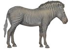  absurd_res alpha_channel ambiguous_gender anus equid equine feral hi_res hooves mammal santo_fabbro shaded simple_background solo tail_tuft transparent_background tuft zebra 