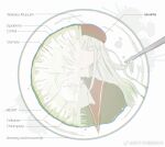  1girl ascot bang_dream! bang_dream!_it's_mygo!!!!! black_capelet capelet chinese_commentary chromatic_aberration closed_eyes closed_mouth commentary_request cucumber diagram dissection green_hair hat highres long_hair mortis_(bang_dream!) petri_dish red_hat reiboubyou solo wakaba_mutsumi watermark weibo_watermark white_ascot 