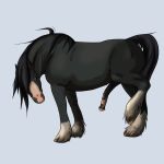  1:1 animal_genitalia draft_horse equid equine erection feral genitals hi_res horse male mammal penis shire solo zeldog 