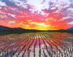  cloud cloudy_sky day doitsuken no_humans original outdoors red_sky rice_paddy scenery sky sunset 