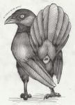  01phoenix01 2020 ambiguous_gender animal_genitalia ass_up avian bird cloaca corvid corvus_(genus) english_text feral genitals graphite_(artwork) hi_res jackdaw looking_at_viewer monochrome oscine passerine pencil_(artwork) presenting presenting_cloaca shaded solo standing text traditional_media_(artwork) 