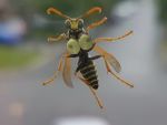  4:3 6_legs absurd_res antennae_(anatomy) arthropod arthropod_abdomen breast_squish breasts busty_feral compound_eyes depth_of_field edit female feral hi_res hymenopteran insect looking_at_viewer mandibles nipples on_glass photo_manipulation solo squish unknown_artist wasp wings 