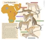  2019 absolutely_everyone africa african ambiguous_gender asiatic_cheetah black_text cheetah felid feline feral french french_text fur gredinia group informative large_group mammal narrow_tail northeast_african_cheetah quadruped saharan_cheetah scientific_name simple_background sitting skinny_tail southern_african_cheetah spots spotted_body spotted_fur spotted_markings text translation_request watermark white_text 
