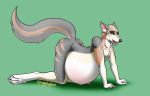  absurd_res all_fours belly big_belly canid canine canis fur grey_body grey_fur hi_res igglypou kneeling male male_preg male_pregnancy mammal pregnant simple_background solo wolf 