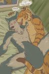  2020 anthro anthro_on_anthro athletic beastars bed bill_(beastars) canid canine canis convenient_censorship duo face_lick felid fur furniture grey_body grey_fur legoshi_(beastars) licking lying male male/male mammal neck_tuft nude on_back on_bed orange_body orange_fur pantherine stripes tail_censorship thorso_the_vile tiger tongue tongue_out tuft wolf 