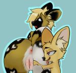  &lt;3 &lt;3_eyes african_wild_dog anthro black_body black_fur black_nose blue_background butt canid canine duo female fennec finnickfag fox fur genitals inner_ear_fluff licking looking_back mammal pussy simple_background spread_butt spread_pussy spreading tongue tongue_out tuft white_body white_fur yellow_body yellow_fur 