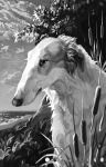  2020 ambiguous_gender borzoi canid canine canis day detailed_background digital_media_(artwork) domestic_dog feral grass hi_res hunting_dog mammal outside sighthound sky solo wavyrr 