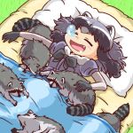  1:1 2020 animal_humanoid arai-san bed bedding blanket cute_fangs eyes_closed feral fur furniture grey_body grey_fur group humanoid humanoid_hands kemono_friends lying mammal mammal_humanoid pillow procyonid procyonid_humanoid raccoon raccoon_humanoid sleeping umikazenet3 