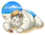  2020 anthro beach belly blush clothing green_eyes kemono male mammal overweight overweight_male roostax_wilddog seaside solo swimwear ursid 