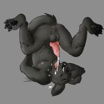  1:1 anatomically_correct anatomically_correct_genitalia anatomically_correct_penis anthro bird_dog black_body black_fur bodily_fluids canid canine canis cum cum_in_mouth cum_inside cumshot domestic_dog ejaculation fellatio fur genital_fluids genitals handstand hi_res hunting_dog labrador male mammal oberoth oral paws penile penis retriever self sex solo sucking terrier-bites 