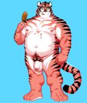  2020 absurd_res anthro balls belly blue_background eyewear felid flaccid food genitals glasses hi_res male mammal moobs navel nipples nu_nudo_do overweight overweight_anthro overweight_male pantherine penis simple_background solo tiger tongue tongue_out 