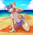  anthro beach biped blue_eyes canid canine canis clothed clothing detailed_background digital_drawing_(artwork) digital_media_(artwork) domestic_dog eyewear fur hair herding_dog hi_res looking_at_viewer male mammal open_mouth outside pastoral_dog sand seaside sky smile solo speedo swimwear water welsh_corgi ziggy_fox 