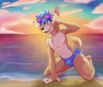  anthro beach biped blue_eyes bulge canid canine canis clothed clothing detailed_background digital_drawing_(artwork) digital_media_(artwork) domestic_dog eyewear fur hair herding_dog hi_res looking_at_viewer male mammal open_mouth outside pastoral_dog sand seaside sky smile solo speedo sunset swimwear water welsh_corgi ziggy_fox 
