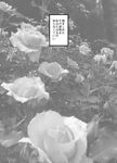  bad_pixiv_id flower greyscale monochrome no_humans rose sakura_(doors) translated 