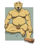  2020 anthro balls belly bird_dog black_nose canid canine canis chestnuts_(artist) domestic_dog genitals golden_retriever humanoid_hands hunting_dog male mammal moobs nipples overweight overweight_anthro overweight_male penis retriever simple_background sitting solo 