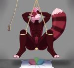  absurd_res ailurid anthro anus bdsm blush bodily-fluids bodily_fluids bondage bound butt colored cum egg erection eyes_closed genital_fluids genitals hair hi_res inside invalid_color invalid_tag male male/male mammal nude oviposition penis red_panda saliva solo sorubaphomet 