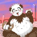  1:1 2007 anthro balls belly black_body black_fur digital_media_(artwork) fur genitals giant_panda kemono low_res male mammal moobs nipples oekaki onigiri outside overweight overweight_anthro overweight_male penis sitting solo unknown_artist ursid white_body white_fur 