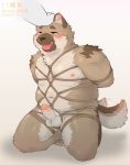  2020 anthro balls bdsm blush bondage bound brown_body brown_fur canid canine canis domestic_dog erection fur genitals hi_res kemono male mammal moobs nipples overweight overweight_male penis rope simple_background solo_focus tongue tongue_out variety_yzj 