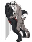 2015 against_surface against_wall animal_genitalia animal_penis anthro athletic athletic_anthro athletic_male badger black_body black_fur black_hair brown_eyes canid canine canine_genitalia canine_penis canis countershade_neck countershade_torso countershading duo erection european_badger fur genitals grey_body grey_fur hair i-psilone imminent_anal knot knotted_penis looking_at_viewer male male/male male_anthro mammal meles mustelid musteline nude nude_anthro nude_male penis ponytail sheath simple_background smile standing tail teeth white_body white_fur white_hair wolf