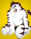  2020 anthro belly blue_eyes clothing eyewear felid fur glasses hi_res kemono licho_(tas) male mammal moobs nipples overweight overweight_anthro overweight_male pantherine popcornduck2 simple_background solo swimwear tiger tokyo_afterschool_summoners video_games white_body white_fur yellow_background 