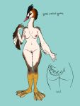 2020 3:4 anthro avian beak bird blue_background breasts brown_body brown_feathers butt feathers female front_view full-length_portrait great_crested_grebe grebe hi_res humanoid_hands nipples non-mammal_breasts nude portrait simple_background skye3337 solo standing text white_body white_feathers 
