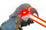  alpha_channel ambiguous_gender avian bird edit eyes_closed feral laser parrot profile_picture shopped 